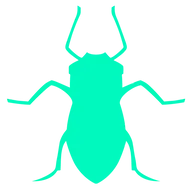 Aphid