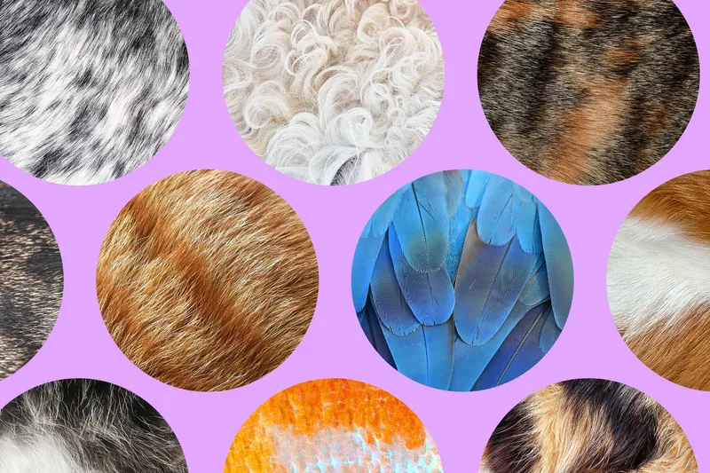 Circles containing different textures and colors of animal fur, feathers, and scales.