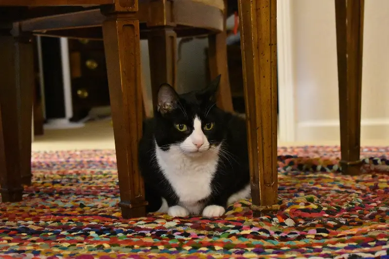 A tuxedo cat loafing under a dining room chair.