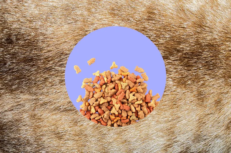 Dry cat food kibbles in a graphic circle on a background of buff tabby cat fur.