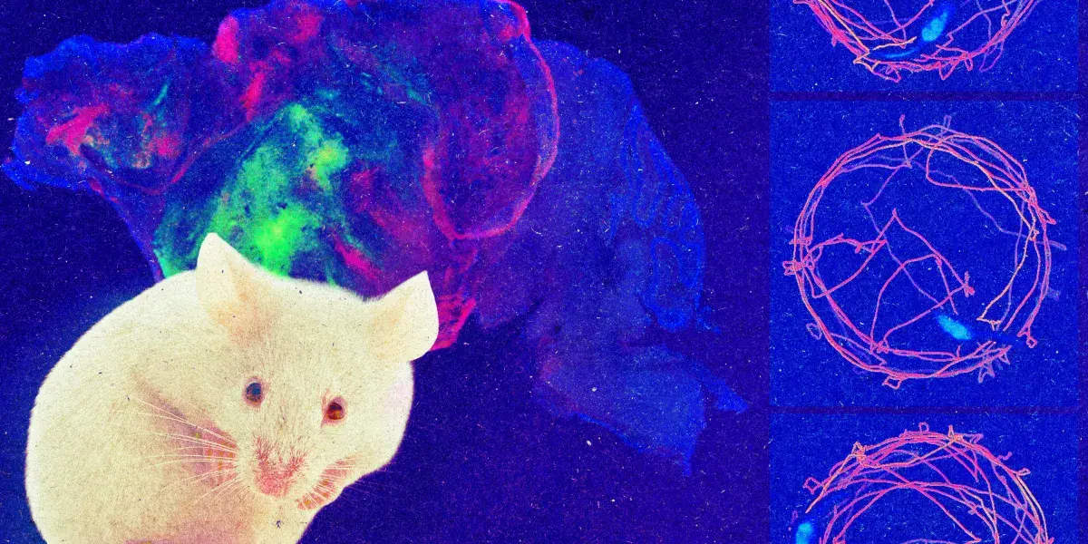半人半鼠大脑:人类细胞占据小鼠皮层近一半