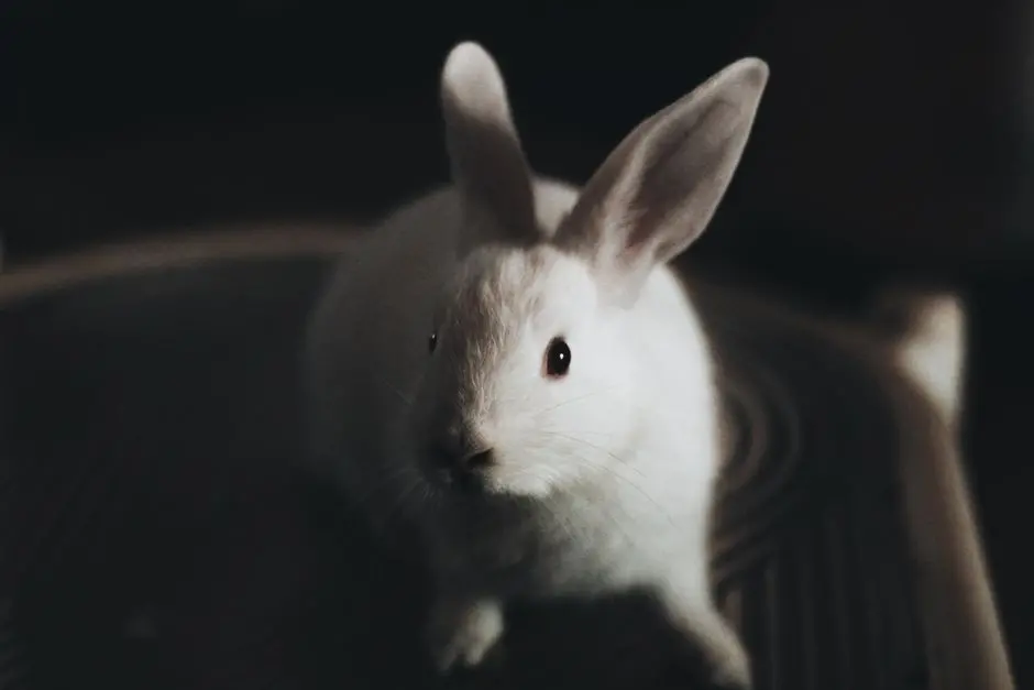 “iPod 之父”法德尔分析 Rabbit R1 等初代 AI 设备为何失败:没能真正满足任何需求