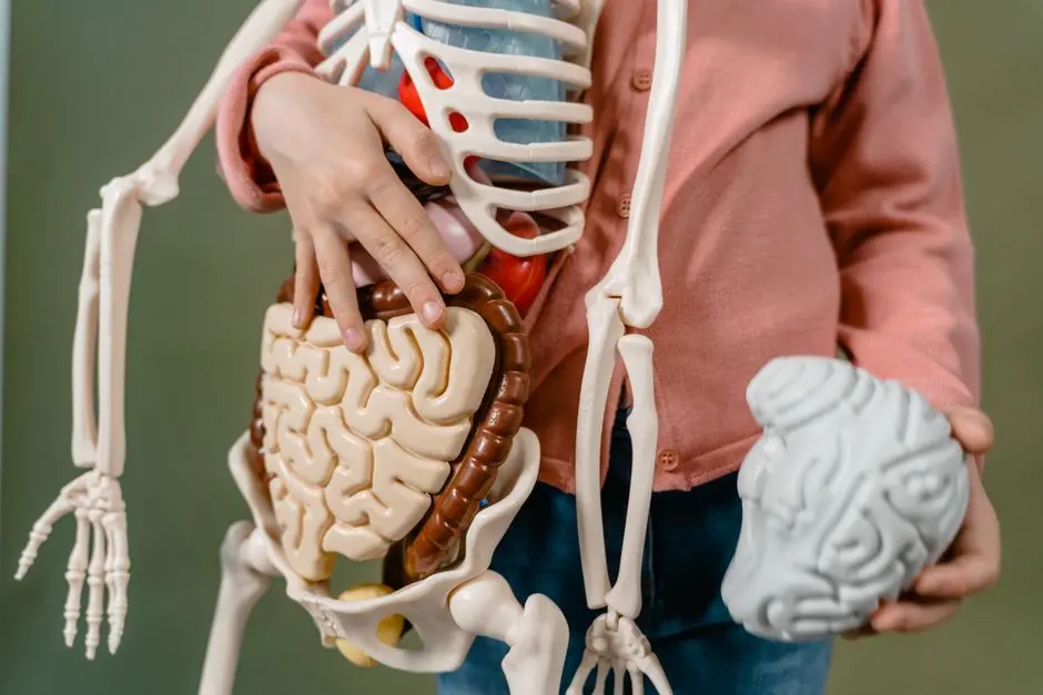 Food processing influences metabolism and brain activity