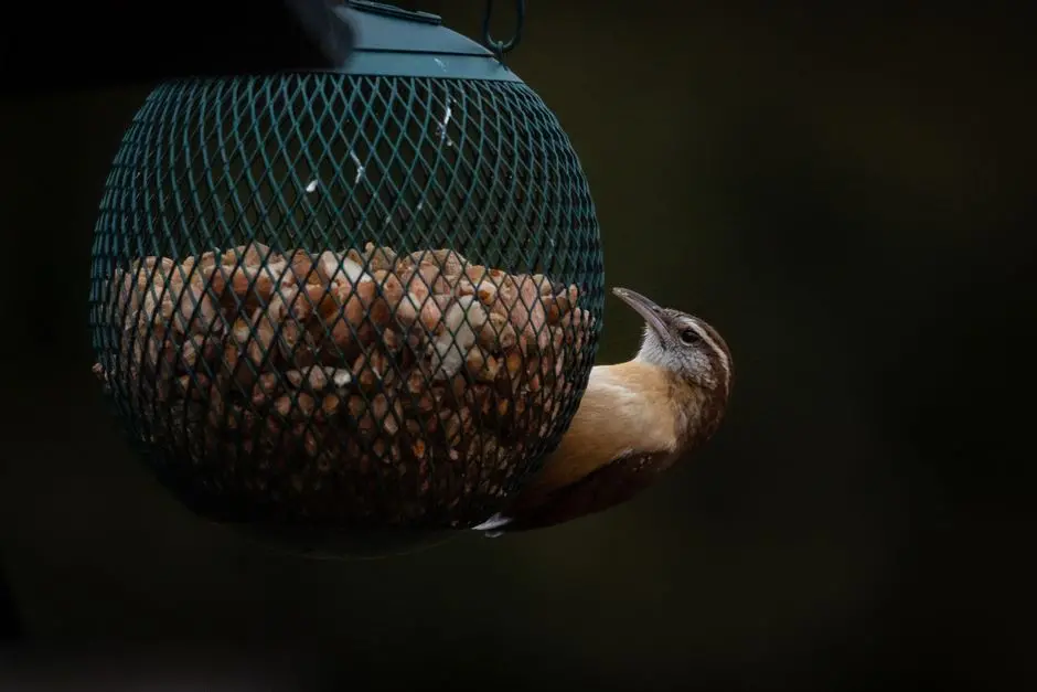 My brief romance with an AI bird feeder