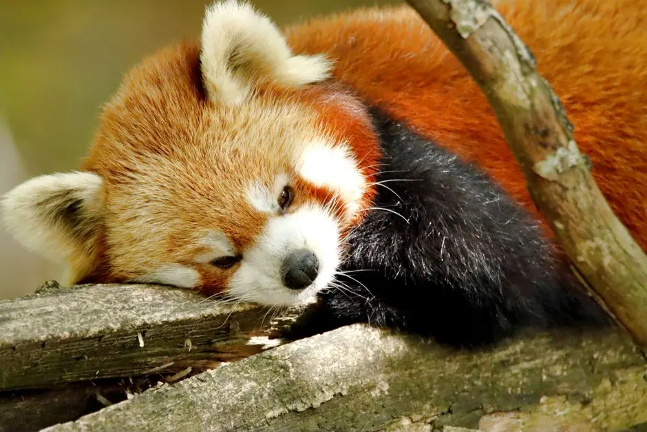 火狐 Firefox 158 浏览器发布,默认启用 JPEG XL 图像支持