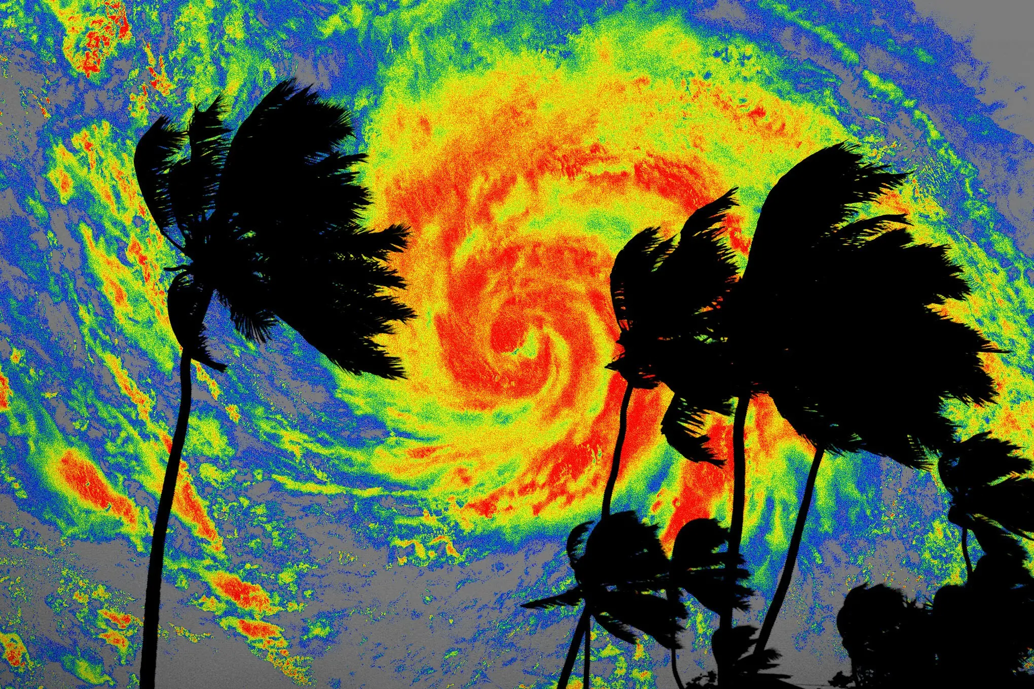 Art depicts palm trees over an image of a swirling tropical storm.