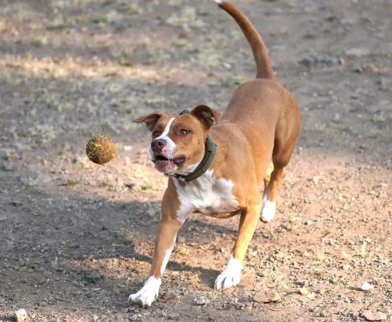 I designed a nose guard for my dog and gave it away. Now 500 dogs wear one