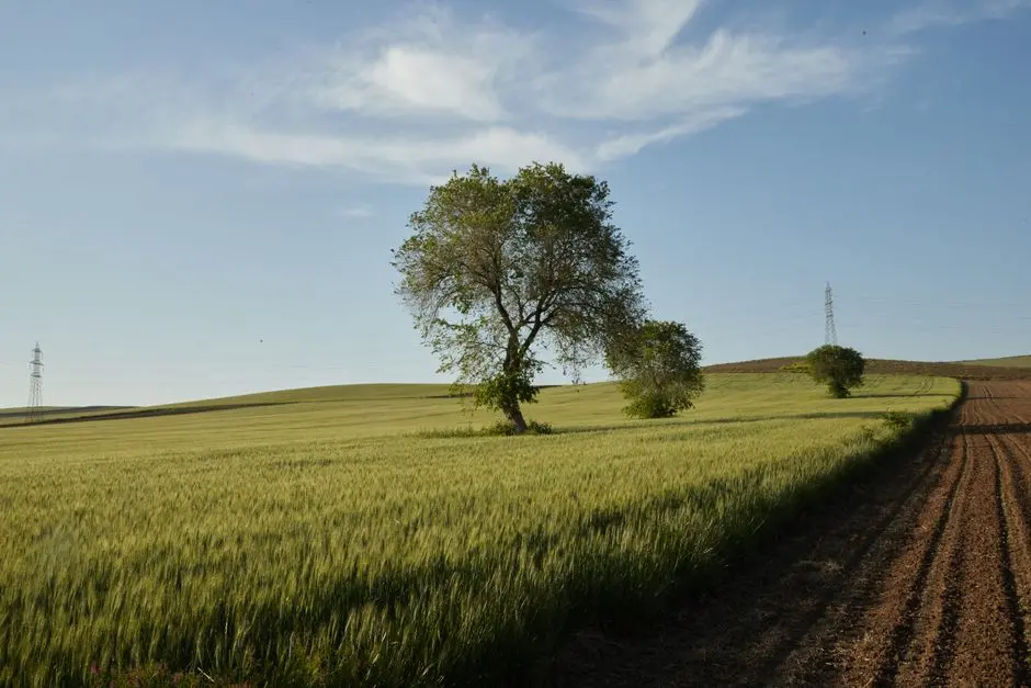 Plants can speak using electricity, so this startup built an AI model to decipher their language