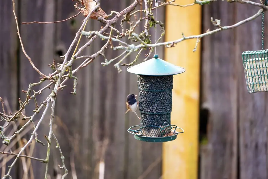 Birdbuddy’s Nook is a compact smart bird feeder for small spaces and budgets