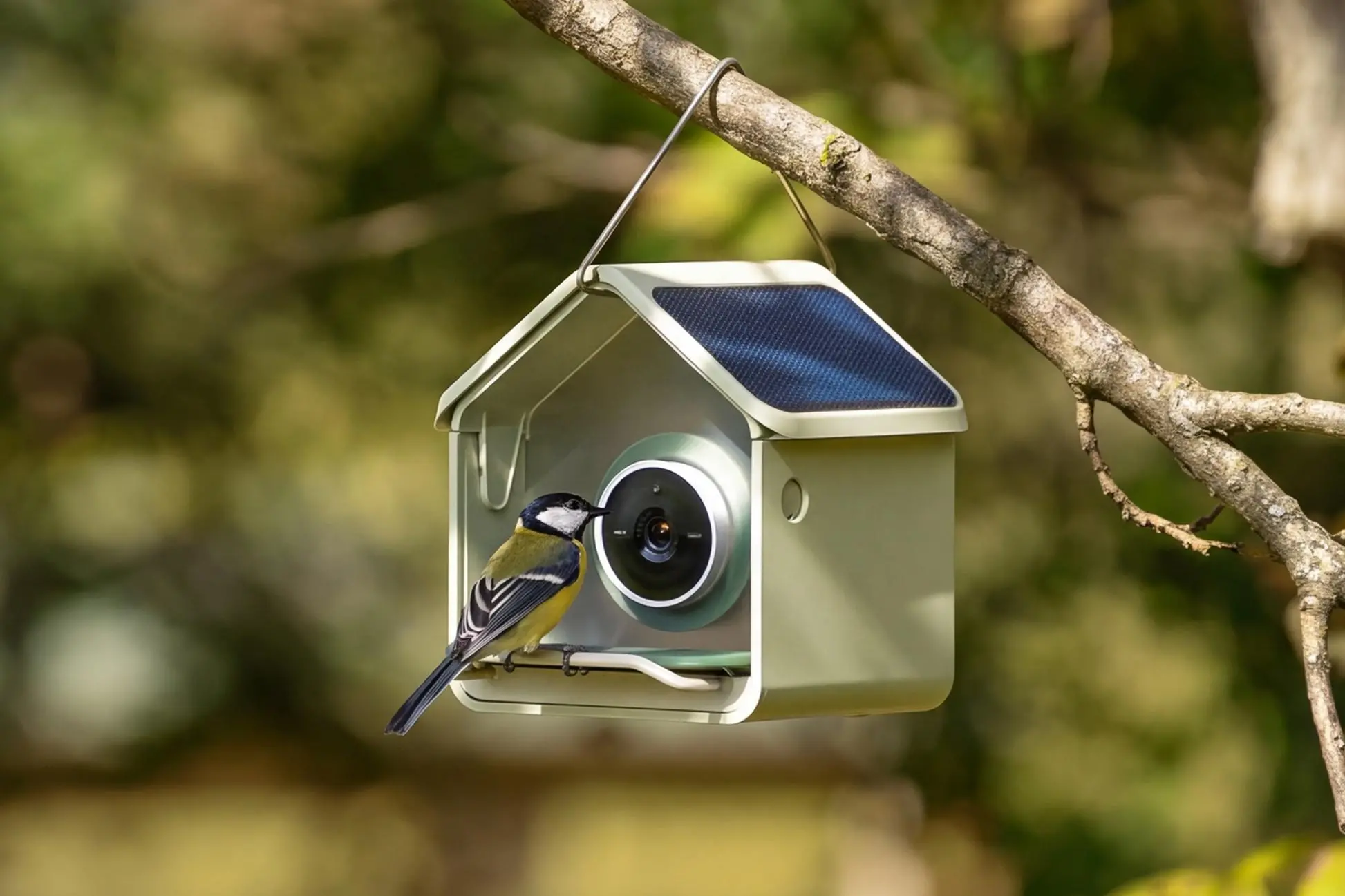 A bird perched on the Birdbuddy Nook smart bird feeder hanging from a tree branch.