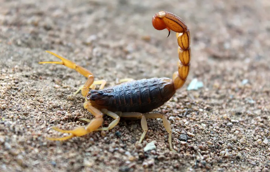 Claude did not invent scorpion antivenom