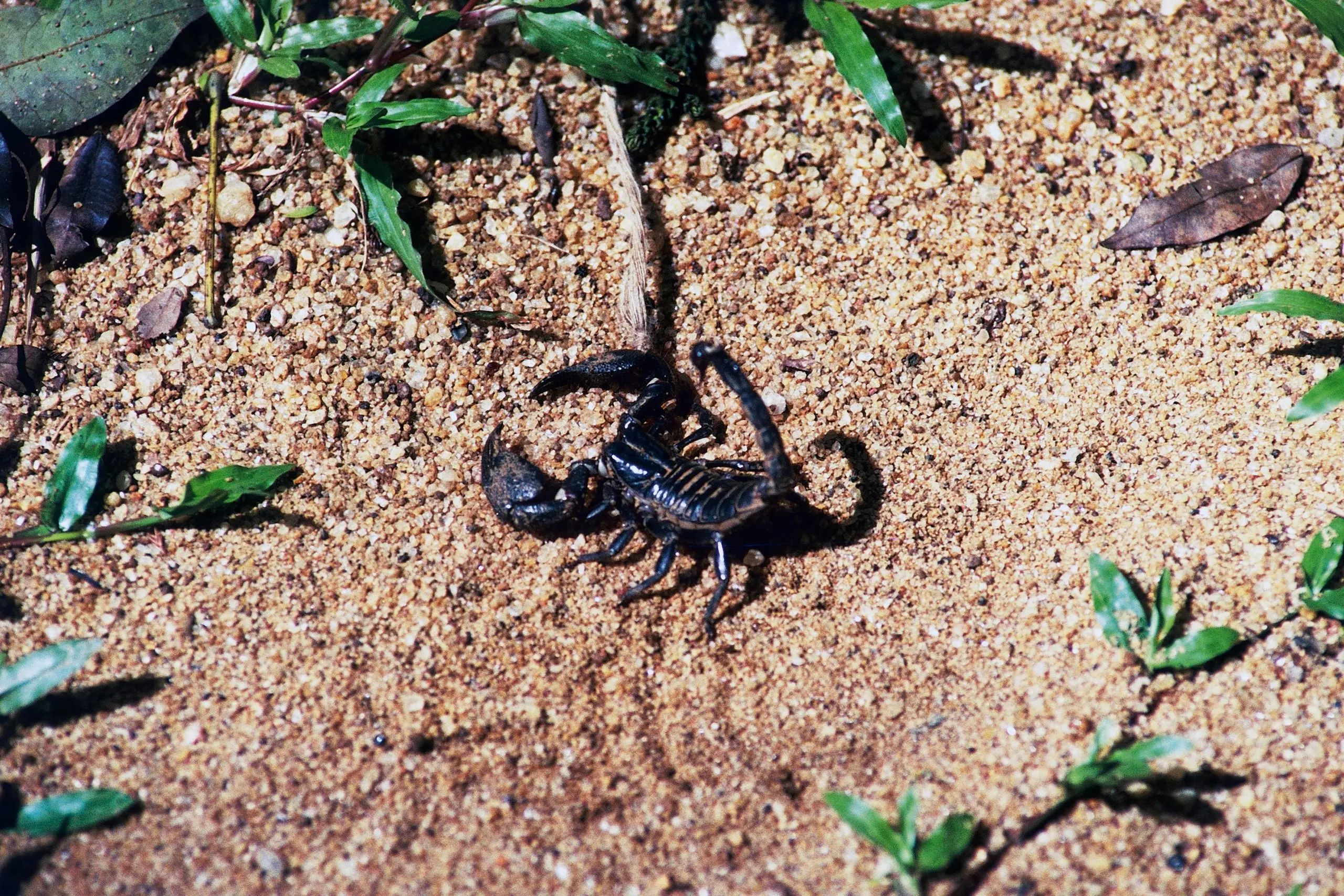 A scorpion 