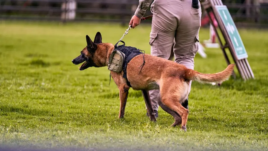 Warhound raises $200M to engineer war dogs and arm them with Anduril gear