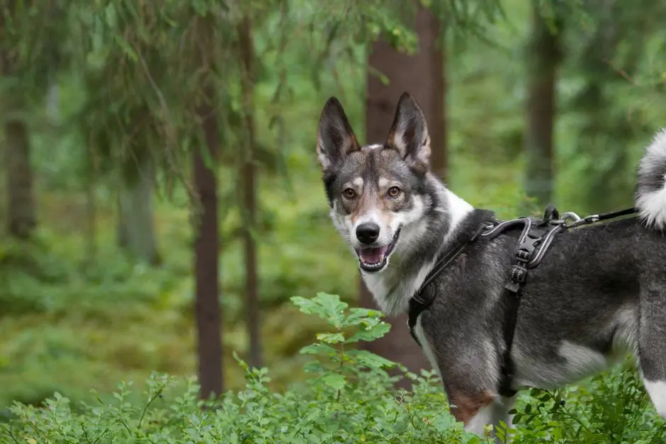 Laika has spent 20 years building up to Wildwood