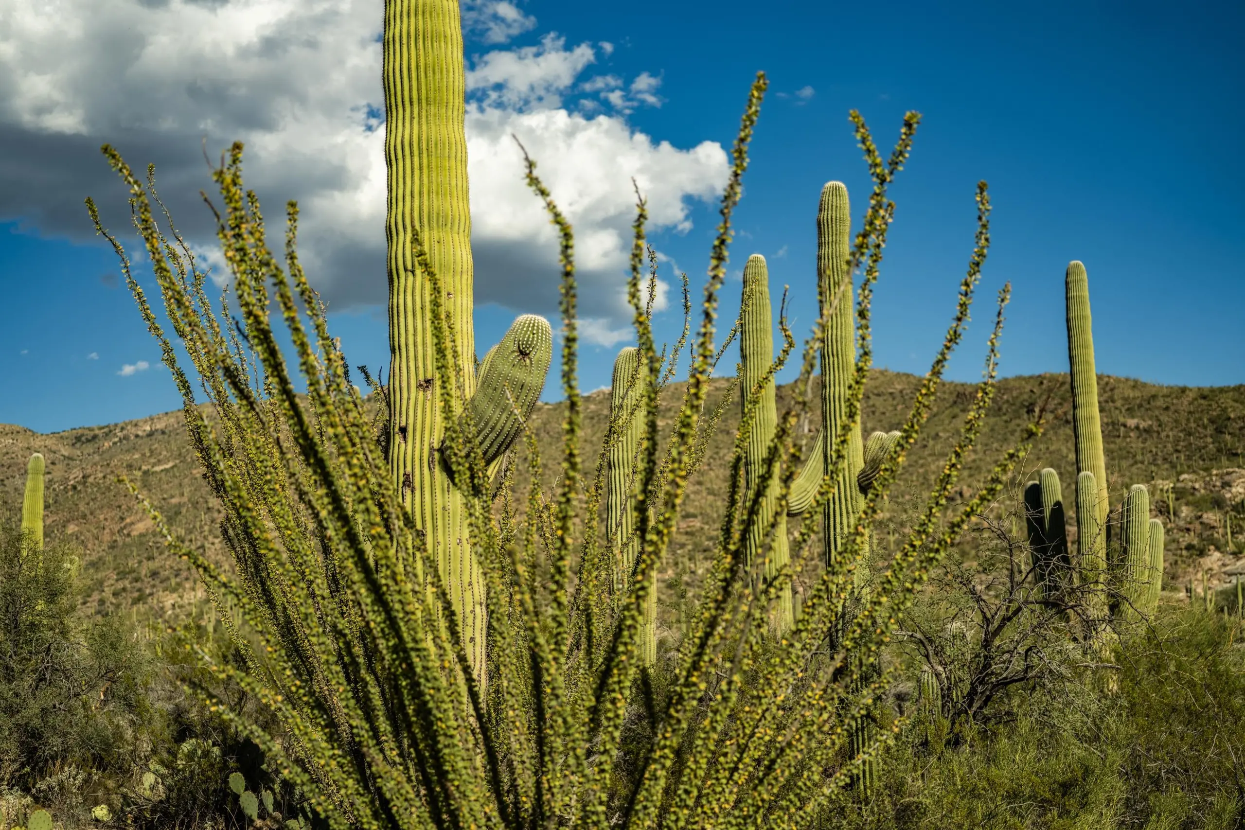 Giant saguaro cactuses in Saguaro National Park, in Tucson, Arizona.