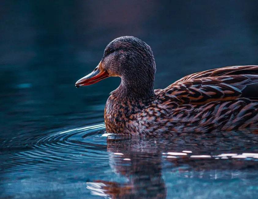 希望这不会拖慢创新:DuckLabs 被收购,社区既高兴又警惕